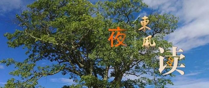 【夜读 · 散文】门前的冬青树（下）