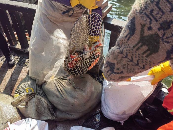 工作人员正在打捞死鱼。