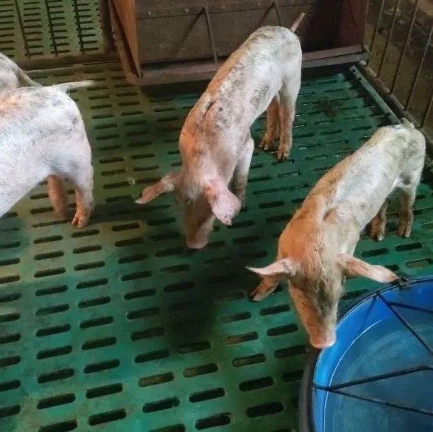 资深养猪人建议：这8种母猪该淘汰！