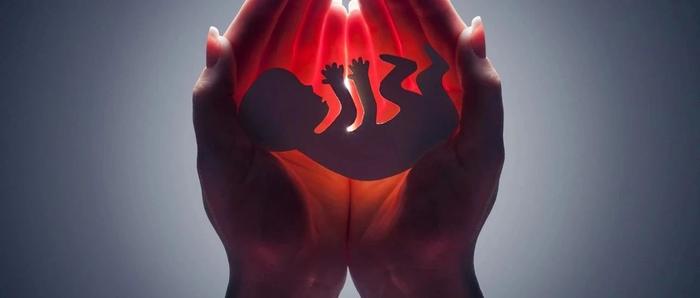 胎盘研究重大突破！iScience｜开发出顶端向外滋养层类器官模型，揭秘早期妊娠胎盘发育及母胎互动奥秘