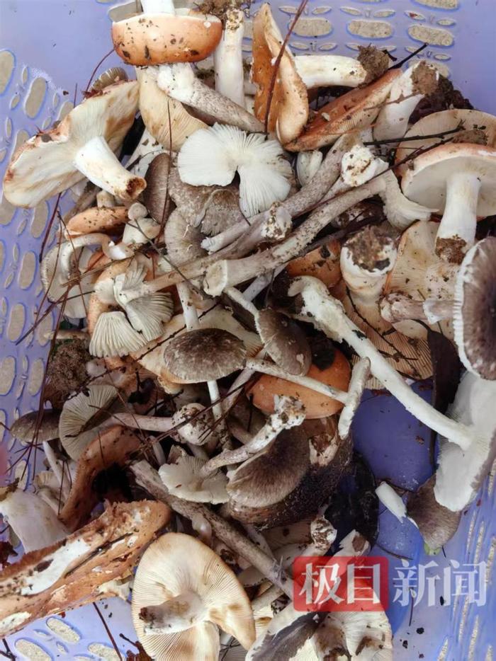 付先生一家所吃的蘑菇（受访者供图）