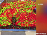 1天喂1万斤辣椒！鱼塘主称鱼更漂亮口感更好，是否有科学依据？