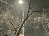 一觉醒来北京又下雪了！实拍深夜雪花簌簌飘落 汽车树枝挂上薄白