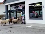 德国一超市迎“不速之客”：约50只羊占领收银区 顾客惊愕避让