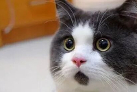 迪士尼指控Seedance