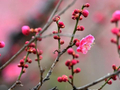 山东青岛：春雨润大地 梅花雨中娇