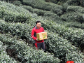 首批早春茶已经抵达？峨眉鲜茶日单量同比增100%