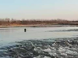 视频｜男子被困潮白河中央，怀柔消防涉水救援