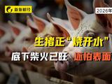 生猪正“烧开水”：底下柴火已旺，还怕表面冰凉？