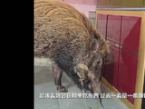 广州一家养野猪疑立功咬死入室眼镜蛇 养猪者：它化解了一场危机