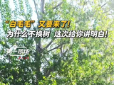 【第一现场】“白毛毛”又要来了！为什么不换树？这次给你讲明白！