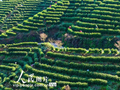 江西铜鼓：采摘春茶助增收
