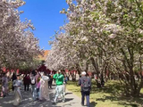 视频｜红墙映繁花 故宫海棠进入最佳观赏期