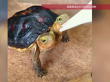 男子养双头龟6年，冬眠醒来超黏人：两个脑袋具有独立思想，各控制一半身体