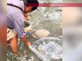 原来海蜇皮是这么来的！渔民现场展示，网友：一直以为是素菜原来是荤菜
