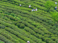 重庆丰都：千年茶乡抢春时