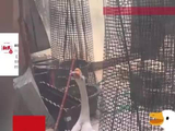 “这也是宠物，我只想养笨的”！上海独居老人养12只鸡鹅合唱团扰邻，居委会发声