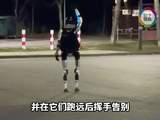中国机器人火到波兰：街头撵野猪 登台讲笑话