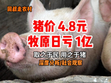 猪价4块8，牧原日亏一亿：这就是“取之于民，用之于猪”？