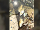 河南新郑一水库出现大量死鱼 镇政府：前期强降雨所致 已清理