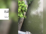 福州一河面上罗非鱼几乎铺满水面，数量难以计数，当地回应