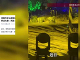 河南万岁山“大象”竟是人扮的！网友：我一直以为是真大象