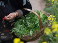 微言｜上热搜的“挖野菜”，不是叫人去“撒野”