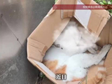 上海一小区流浪猫接连异常死亡！居民心惊：草地上掉的东西都不敢捡
