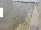 青岛胶州湾岸边现大量死鱼，市民怀疑为蚬蛏养殖户投药所致，官方通报