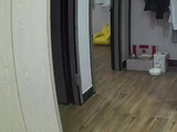 小猫“试驾”未组装跑步机：四驱模式已开启 满屋“自动驾驶”
