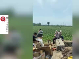 百亩蒜薹被近千人2天抽完，不仅免费拿还管柴火饭，种蒜大户回应