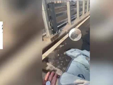 广西一大桥通车首日，市民向桥面抛撒硬币“祈福”，众人车流中来回穿梭捡钱