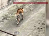 生病了，没有虐待！四川一动物园老虎瘦成“皮包骨”，当地回应