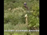 南非警方发现巨鳄腹部肿胀：安乐死后在其腹中发现遗骸