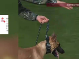 “训导员不用救”？军犬“追风”救援演练遇熟人，扭头就走