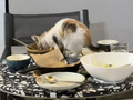 江苏扬州一餐厅猫上桌吃顾客剩饭引热议，网友质疑店铺卫生能否过关，店方回应：相关餐具已全部销毁，这些猫不是店里的