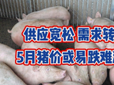供应宽松、需求转弱，5月猪价或易跌难涨？