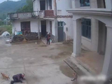 湖南一只狗追咬老人致老人摔倒腿部被缝19针，当地正搜捕