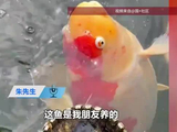 男子养了多年的锦鲤缺氧死亡，朋友转头就给炖了汤：20多斤的鱼，光鱼籽就有3.6斤