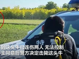 山东潍坊一头牛乱跑连伤2人 实拍特警一枪毙命化险为夷
