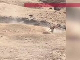 游客在高原旅行时，目睹两匹狼成功捕猎一头藏野驴，直呼“像在看动物世界”