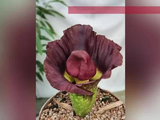 “短时间内释放出腐肉般的恶臭”，广州一神奇植物时隔4年再次开花：花期仅5天