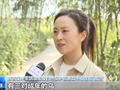 10只朱鹮“迁居” 系首次调配入闽