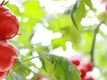 网传“圣女果是转基因食品，不能吃”是制造恐慌的谣言