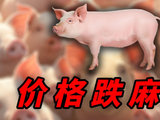猪价跌成“白菜价”，我的红烧肉却还在挑战我的余额