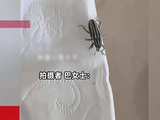 女子嗑瓜子险些误吞瓜子虫，这虫子和瓜子一模一样！网友：也是个coser