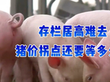 存栏居高难去，猪价拐点还要等多久？