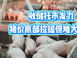 收储托市发力，猪价底部拉锯但难大涨？