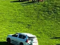 紫牛热点︱越野车碾压草场，驱赶羊群？新疆那拉提景区通报：涉事人员系县林草部门工作人员