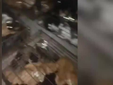志愿者拦截偷运猫车，救下700余只猫，猫咪挤狭小铁笼处境揪心，当地回应